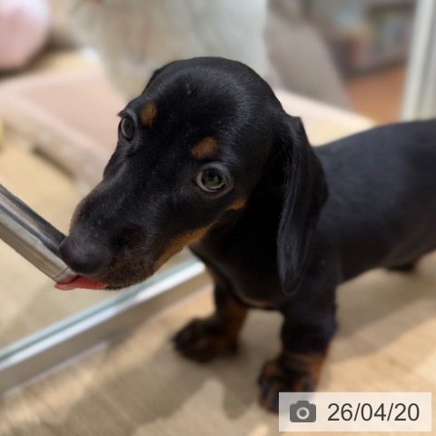 ミニチュア・ダックスフンドの写真