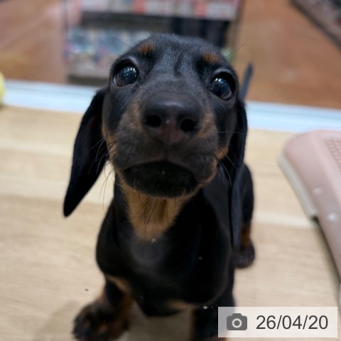 ミニチュア・ダックスフンドの写真