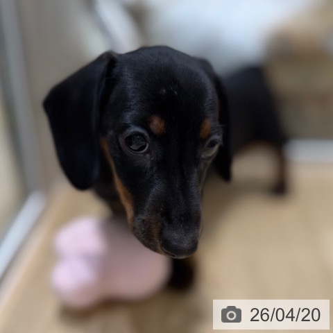 ミニチュア・ダックスフンドの写真