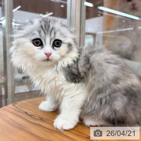 スコティッシュフォールドの写真