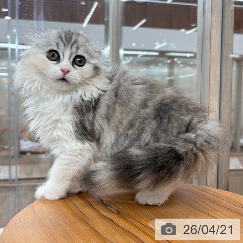 スコティッシュフォールドの写真