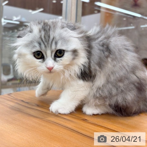 スコティッシュフォールドの写真