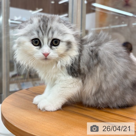 スコティッシュフォールドの写真