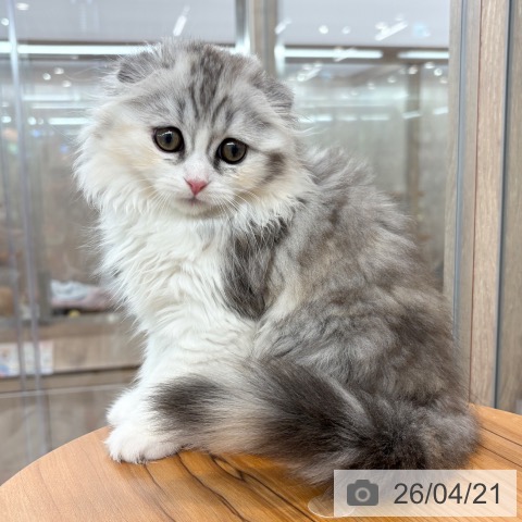 スコティッシュフォールドの写真