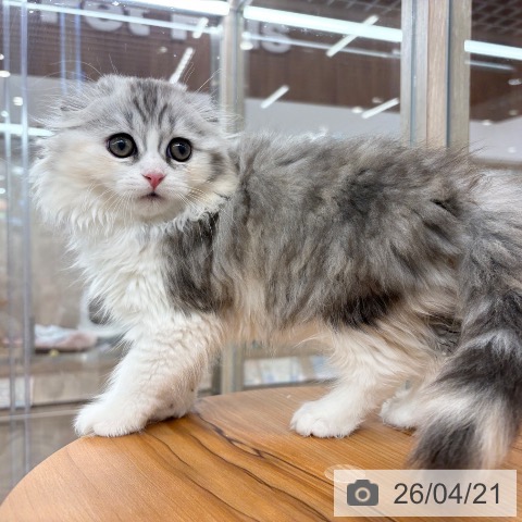 スコティッシュフォールドの写真