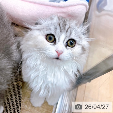 大阪府のスコティッシュフォールド (ペットプラス イオン大日店/2026年2月17日生まれ/女の子/シルバーパッチドタビーホワイト)の子猫の3枚目の画像