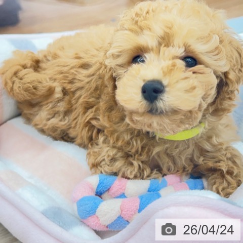 京都府のトイプードル(トイ) (ペットプラス 京都桂川店/2026年2月18日生まれ/男の子/アプリコット)の子犬の4枚目の画像
