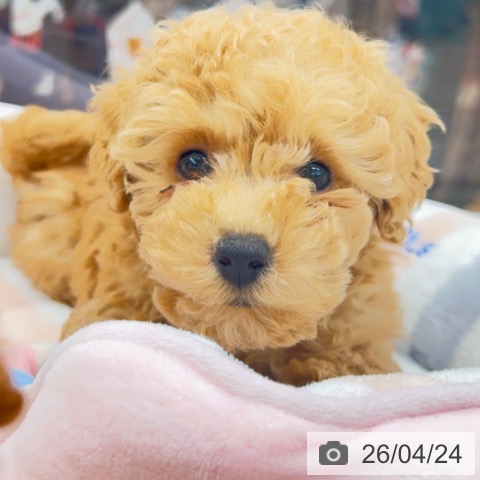 京都府のトイプードル(トイ) (ペットプラス 京都桂川店/2026年2月18日生まれ/男の子/アプリコット)の子犬の3枚目の画像