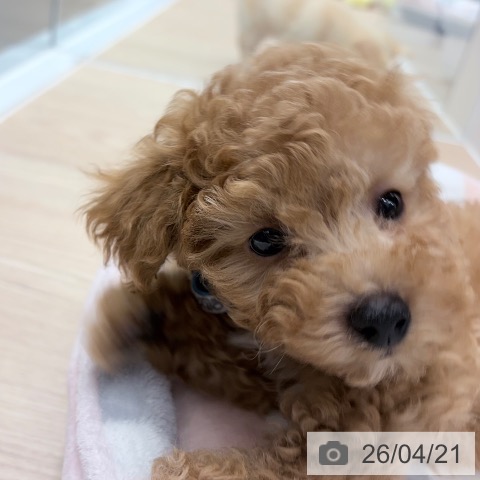 トイ・プードルの写真