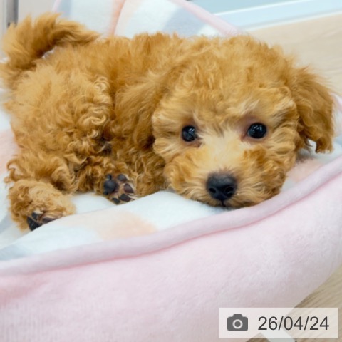 京都府のトイプードル(トイ) (ペットプラス 京都桂川店/2026年2月18日生まれ/男の子/アプリコット)の子犬の4枚目の画像