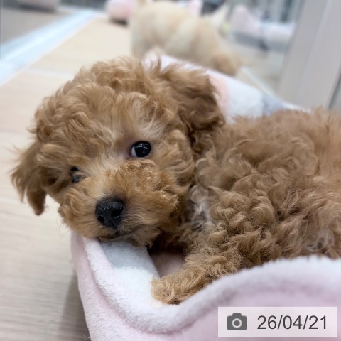 トイ・プードルの写真