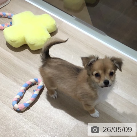 埼玉県のチワワ(ロング) (ペットプラス 所沢店/2026年2月12日生まれ/男の子/フォーンホワイト)の子犬の3枚目の画像