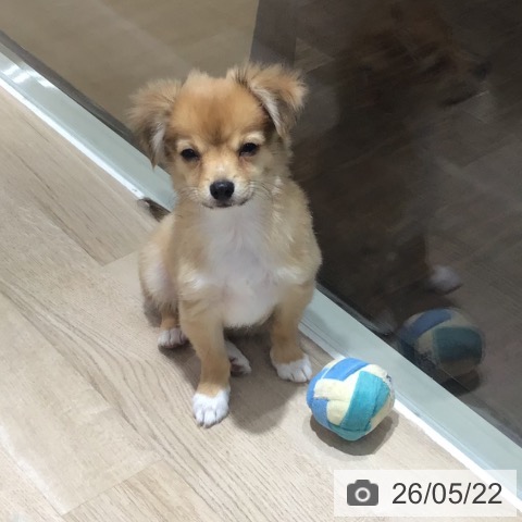 埼玉県のチワワ(ロング) (ペットプラス 所沢店/2026年2月12日生まれ/男の子/フォーンホワイト)の子犬の4枚目の画像