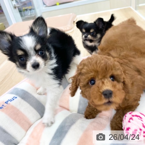 神奈川県のチワワ(ロング) (ペットプラス 相模原並木店/2026年2月12日生まれ/男の子/ブラックタンホワイト)の子犬の4枚目の画像