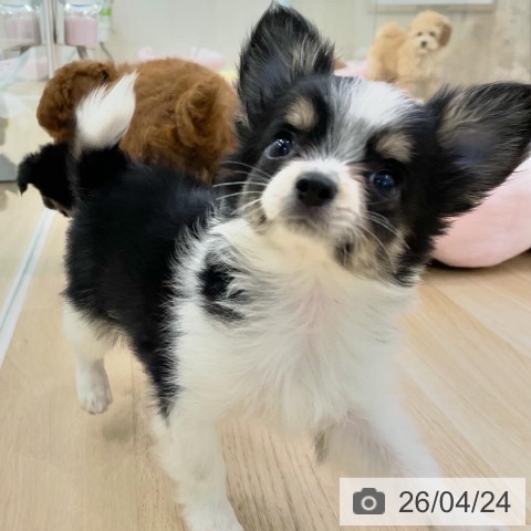 神奈川県のチワワ(ロング) (ペットプラス 相模原並木店/2026年2月12日生まれ/男の子/ブラックタンホワイト)の子犬の3枚目の画像