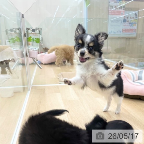 神奈川県のチワワ(ロング) (ペットプラス 相模原並木店/2026年2月12日生まれ/男の子/ブラックタンホワイト)の子犬の3枚目の画像