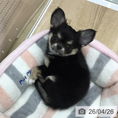 福島県のチワワ(ロング) (ペットプラス 福島店/2026年2月18日生まれ/女の子/ブラックタンホワイト)の子犬の4枚目の画像