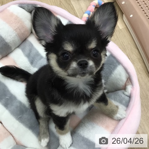 福島県のチワワ(ロング) (ペットプラス 福島店/2026年2月18日生まれ/女の子/ブラックタンホワイト)の子犬の3枚目の画像