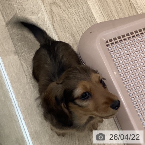 大阪府のミニチュアダックスフンド(ロング) (ペットプラス 鶴見店/2026年2月18日生まれ/男の子/シェーデットレッド)の子犬の4枚目の画像