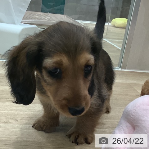 大阪府のミニチュアダックスフンド(ロング) (ペットプラス 鶴見店/2026年2月18日生まれ/男の子/シェーデットレッド)の子犬の3枚目の画像