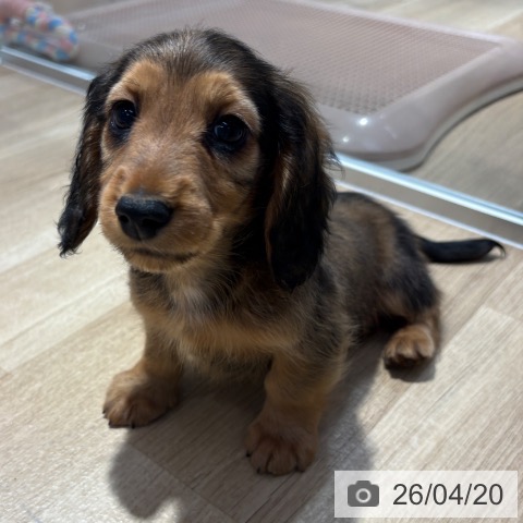 ミニチュア・ダックスフンドの写真