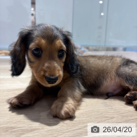 ミニチュア・ダックスフンドの写真