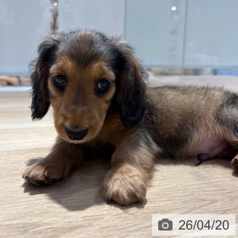 ミニチュア・ダックスフンドの写真