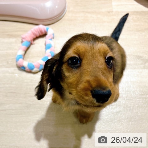 大阪府のミニチュアダックスフンド(ロング) (ペットプラス イオン大日店/2026年2月18日生まれ/男の子/シェーデットレッド)の子犬の3枚目の画像