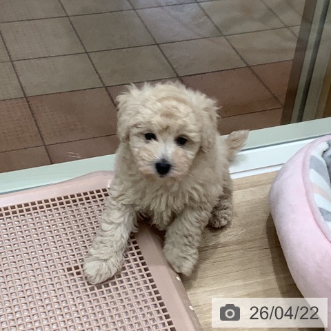 大阪府のトイプードル(トイ) (ペットプラス 鶴見店/2026年2月19日生まれ/男の子/クリーム)の子犬の4枚目の画像