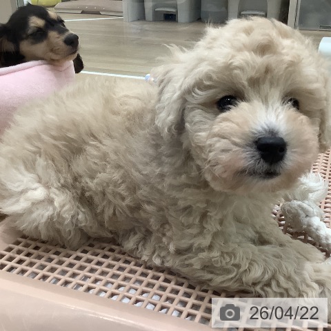 大阪府のトイプードル(トイ) (ペットプラス 鶴見店/2026年2月19日生まれ/男の子/クリーム)の子犬の3枚目の画像