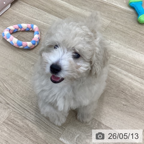 大阪府のトイプードル(トイ) (ペットプラス 松原店/2026年2月19日生まれ/男の子/クリーム)の子犬の3枚目の画像