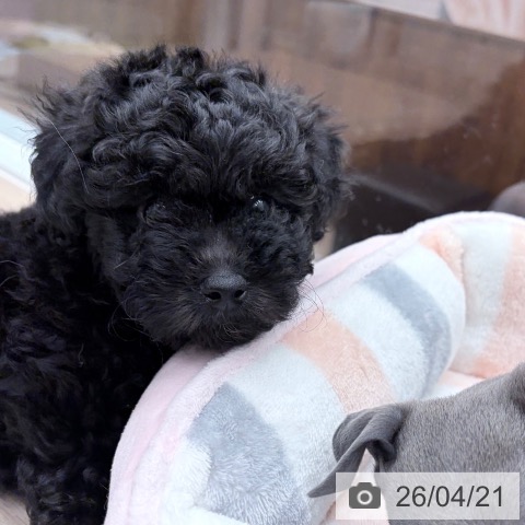 トイ・プードルの写真