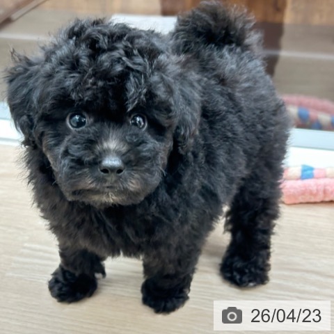 京都府のトイプードル(トイ) (ペットプラス 京都桂川店/2026年2月19日生まれ/女の子/シルバー)の子犬の3枚目の画像