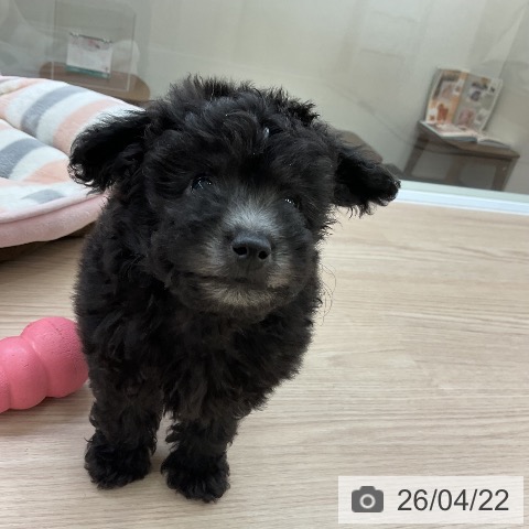 大阪府のトイプードル(トイ) (ペットプラス ららぽーと和泉店/2026年2月19日生まれ/女の子/シルバー)の子犬の4枚目の画像