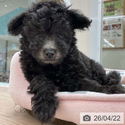 大阪府のトイプードル(トイ) (ペットプラス ららぽーと和泉店/2026年2月19日生まれ/女の子/シルバー)の子犬の3枚目の画像