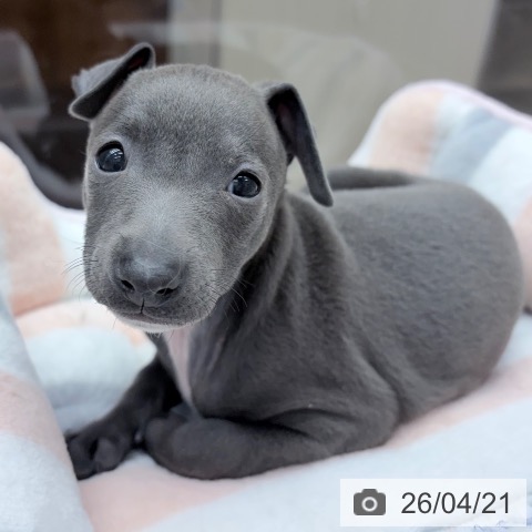 イタリアン・グレーハウンドの写真