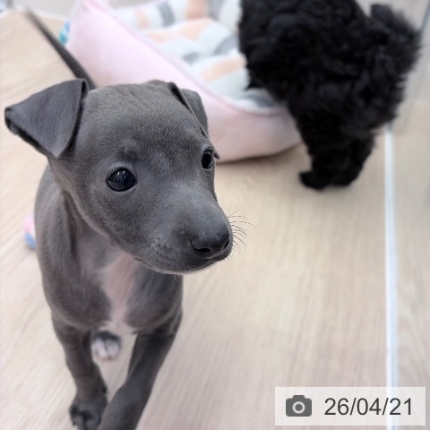 イタリアン・グレーハウンドの写真