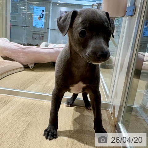 イタリアン・グレーハウンドの写真