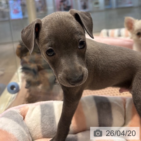 イタリアン・グレーハウンドの写真