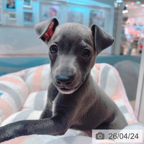 大阪府のイタリアングレーハウンド (ペットプラス イオン大日店/2026年2月19日生まれ/男の子/ブルーホワイト)の子犬の3枚目の画像