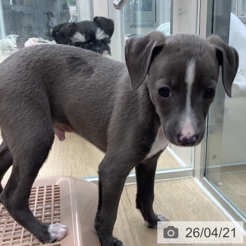 イタリアン・グレーハウンドの写真