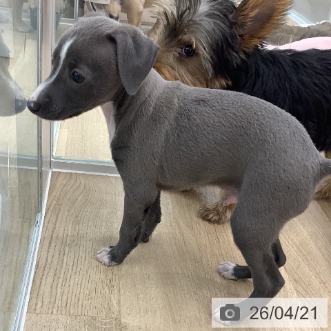 イタリアン・グレーハウンドの写真