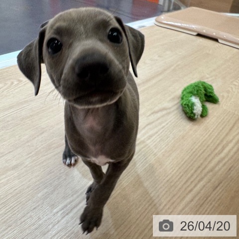 イタリアン・グレーハウンドの写真