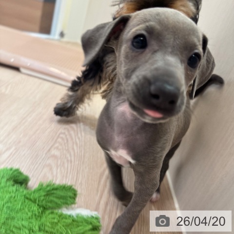 イタリアン・グレーハウンドの写真