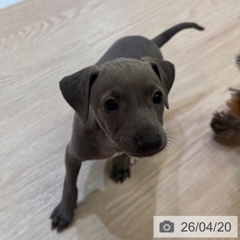 イタリアン・グレーハウンドの写真