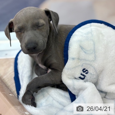 イタリアン・グレーハウンドの写真