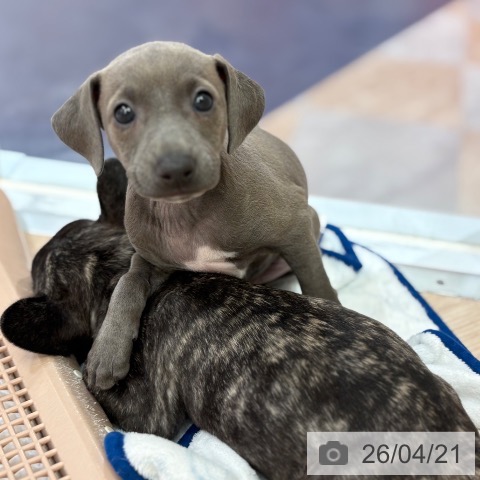 イタリアン・グレーハウンドの写真