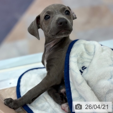 イタリアン・グレーハウンドの写真