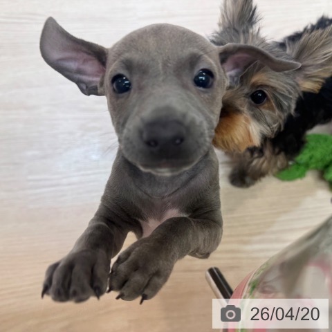 イタリアン・グレーハウンドの写真