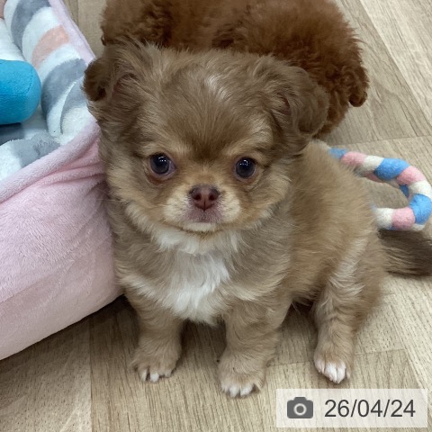 新潟県のチワワ(ロング) (ペットプラス 新潟南店/2026年2月19日生まれ/男の子/チョコレートフォーンホワイト)の子犬の4枚目の画像